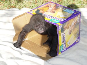 Bangori Baby Western Lowland Gorilla